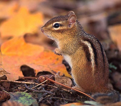 Chipmunk - Credit: Eric Dresser