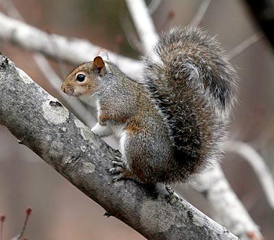 Gray Squirrel - Credit: Mike Wintroath