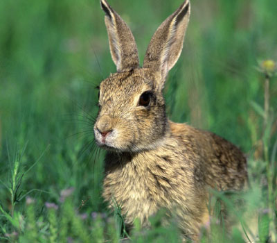 Cottontail Rabbit