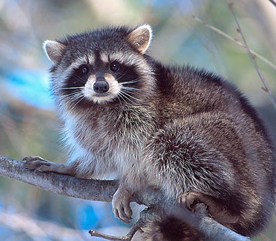 Raccon - Credit: Eric Dresser