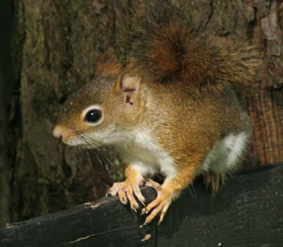 Red Squirrel