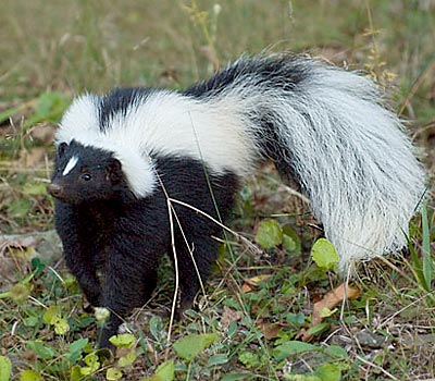 Skunk - Credit: Eric Dresser