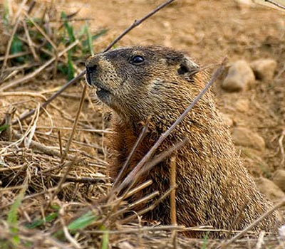 Woodchuck - Credit: Eric Dresser